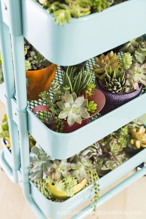 succulents in old drinks cart